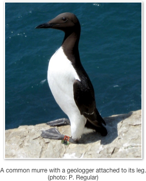￼

A common murre with a geologger attached to its leg.
(photo: P. Regular)