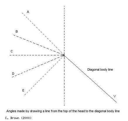 Angles from head to diagonal body line