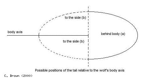 Possible position of tail relative to the wolf's body axis